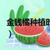 金錢橘種植時比較害怕強光還是濕度（金錢橘）