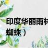 印度華麗雨林蜘蛛是保護動物（印度華麗雨林蜘蛛）