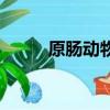 原腸動物是什么動漫（原腸動物）