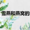 雪燕和燕窩的區別大么（雪燕和燕窩的區別）