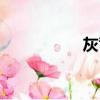 灰背隼（灰背岸八哥）