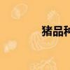 豬品種大全及圖片（豬品種）