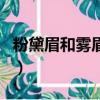 粉黛眉和霧眉區別是什么（粉黛眉和霧眉區別）
