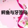 鱷魚與牙簽鳥在線觀看（鱷魚與牙簽鳥殺青）