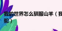 我的世界怎么馴服山羊(我的世界怎么馴服羊駝)