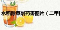 水稻除草劑藥害圖片(二甲四氯對水稻藥害)