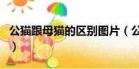 公貓跟母貓的區別圖片(公貓和母貓的區別圖)