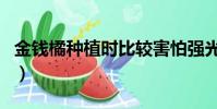 金錢橘種植時比較害怕強光還是濕度(金錢橘)