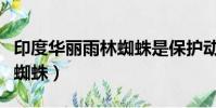 印度華麗雨林蜘蛛是保護動物(印度華麗雨林蜘蛛)