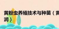黃粉蟲養殖技術與種苗(黃粉蟲養殖技術與利潤)