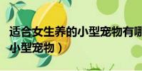 適合女生養的小型寵物有哪些(適合女生養的小型寵物)