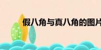 假八角與真八角的圖片(假八角)