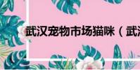 武漢寵物市場貓咪(武漢寵物市場)