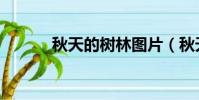 秋天的樹林圖片(秋天的樹林)