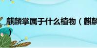麒麟掌屬于什么植物(麒麟樹和麒麟掌的區別)