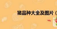 豬品種大全及圖片(豬品種)