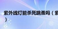 紫外線燈能殺死跳蚤嗎(紫外線燈能殺螨蟲嗎)