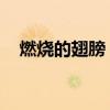 燃燒的翅膀 樊凡歌詞（燃燒的翅膀歌詞）