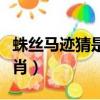 蛛絲馬跡猜是什么生肖（蛛絲馬跡正確打一生肖）
