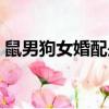 鼠男狗女婚配是否合適（男鼠女兔婚配好嗎）