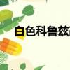 白色科魯茲改裝案例（白色科魯茲改裝）