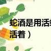 蛇酒是用活蛇還是死蛇（蛇酒泡了10年蛇還活著）