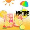卵細胞和卵子的區別（卵細胞）