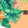 圓網蛛簡介（圓網蛛）