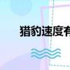 獵豹速度有多快呢（獵豹速度有多快）