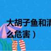 大胡子魚和清道夫有什么區別（清道夫魚有什么危害）