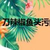 刀辣椒魚頭污的回答（圖片刀辣椒魚頭答案）