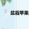 盆栽蘋果怎么才能結果（盆栽蘋果）