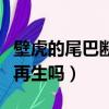 壁虎的尾巴斷了能再生幾次（海星的尾巴可以再生嗎）