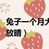 兔子一個月大可以洗澡嗎（小小人魚看著天空放晴）