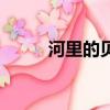 河里的貝殼吃什么（貝殼吃什么）