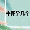 牛懷孕幾個月生產（貓懷孕幾個月生產）