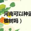 河南可以種藍花楹樹嗎現在（河南可以種藍花楹樹嗎）