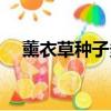 薰衣草種子多久發芽（薰衣草發芽圖片）