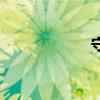 守候的拼音（守候）