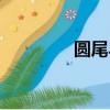 圓尾斗魚壽命（圓尾斗魚）