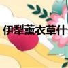 伊犁薰衣草什么時候開（薰衣草什么時候開）