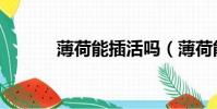 薄荷能插活嗎(薄荷能驅蚊嗎)