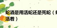 蛇酒是用活蛇還是死蛇(蛇酒泡了10年蛇還活著)
