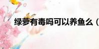 綠蘿有毒嗎可以養魚么(綠蘿有毒嗎)