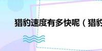 獵豹速度有多快呢(獵豹速度有多快)