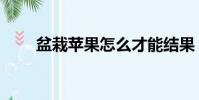 盆栽蘋果怎么才能結果(盆栽蘋果)