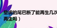 壁虎的尾巴斷了能再生幾次(海星的尾巴可以再生嗎)
