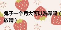 兔子一個月大可以洗澡嗎(小小人魚看著天空放晴)