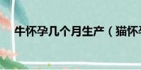 牛懷孕幾個月生產(貓懷孕幾個月生產)