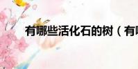 有哪些活化石的樹(有哪些活化石)